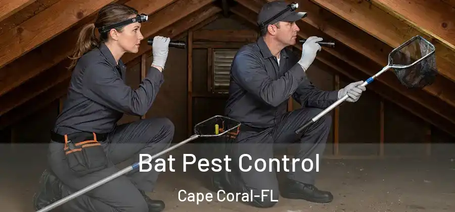  Bat Pest Control Cape Coral-FL