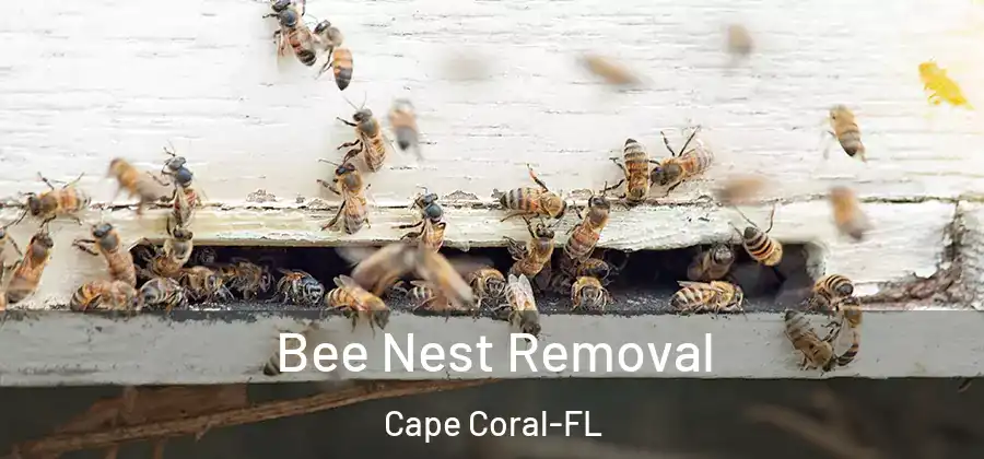  Bee Nest Removal Cape Coral-FL