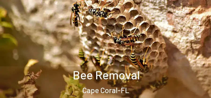  Bee Removal Cape Coral-FL