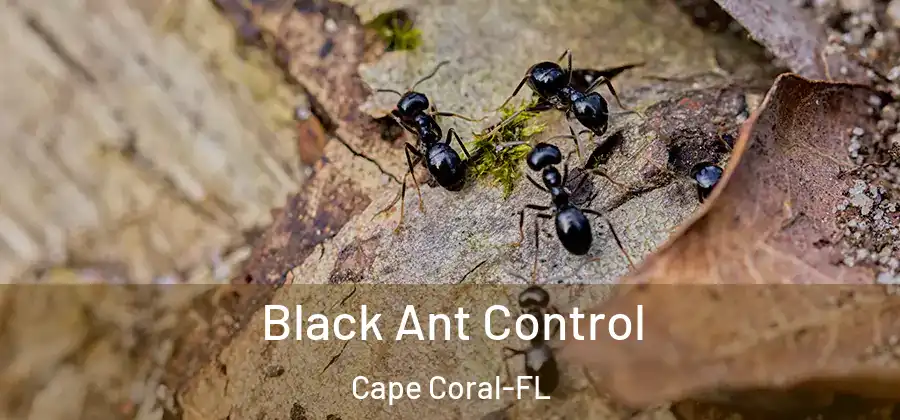  Black Ant Control Cape Coral-FL