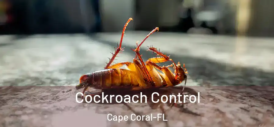  Cockroach Control Cape Coral-FL