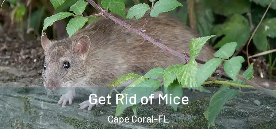 Get Rid of Mice Cape Coral-FL