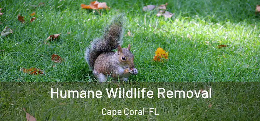  Humane Wildlife Removal Cape Coral-FL