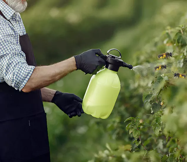 Your Carpenter Bee Service in Cape Coral, FL