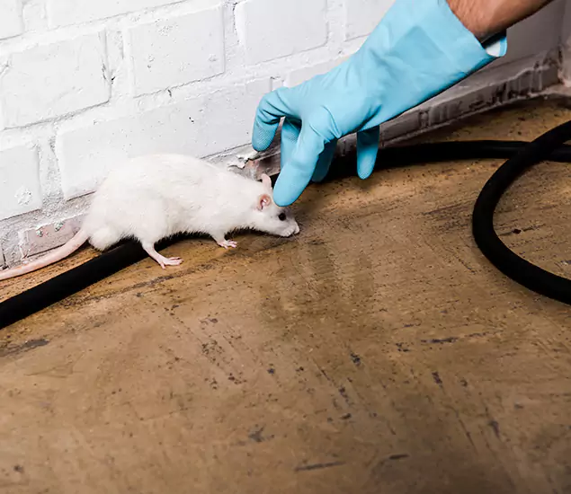 Your Pest Control Partner in Cape Coral, FL