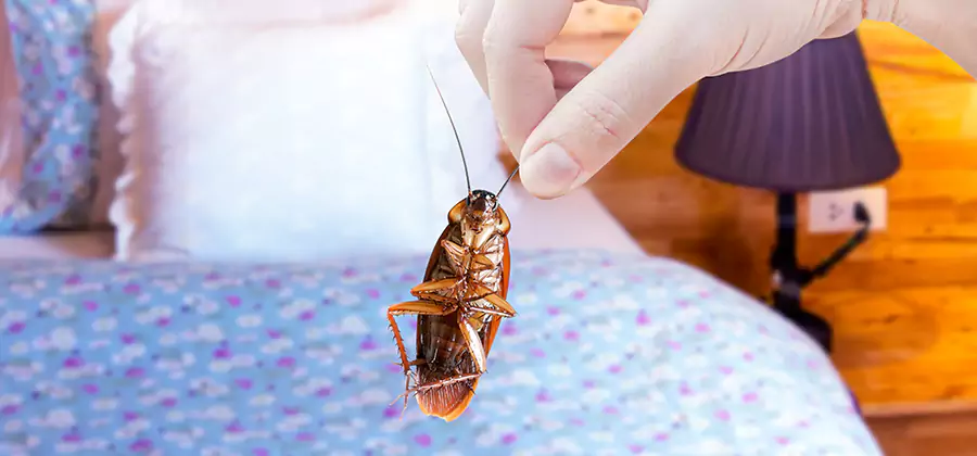 Fast Roach Elimination in Cape Coral