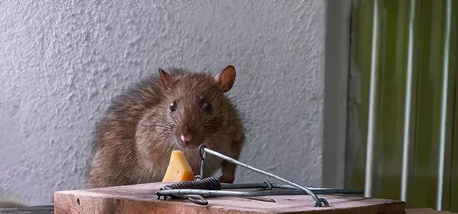 Humane Mouse Removal in Cape Coral