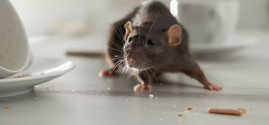 Rodent Feces Removal in Cape Coral