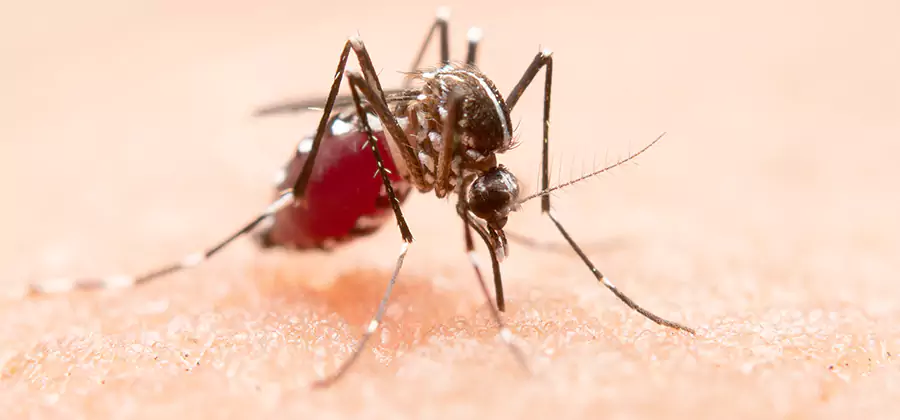 Indoor Mosquito Killer and Interior Control in Cape Coral