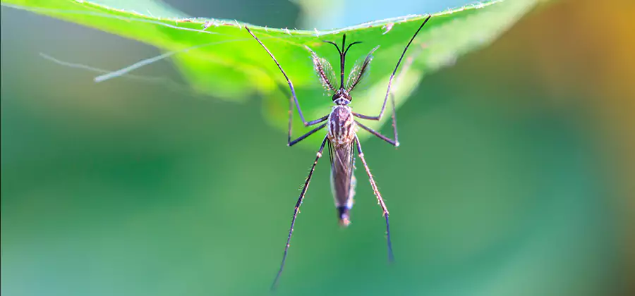 Home Defense Insect Killer in Cape Coral