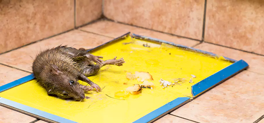 Rat Trapping Service In Cape Coral