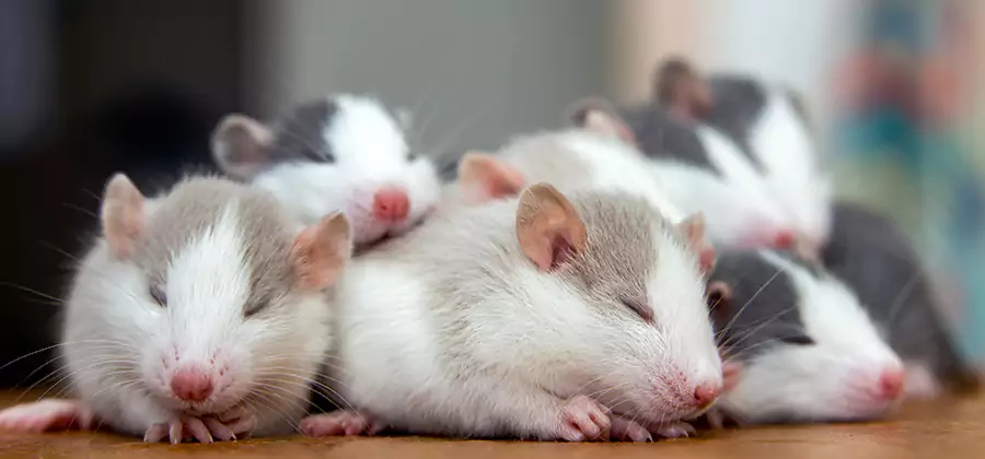 Rat Infestation Exclusion Service in Cape Coral