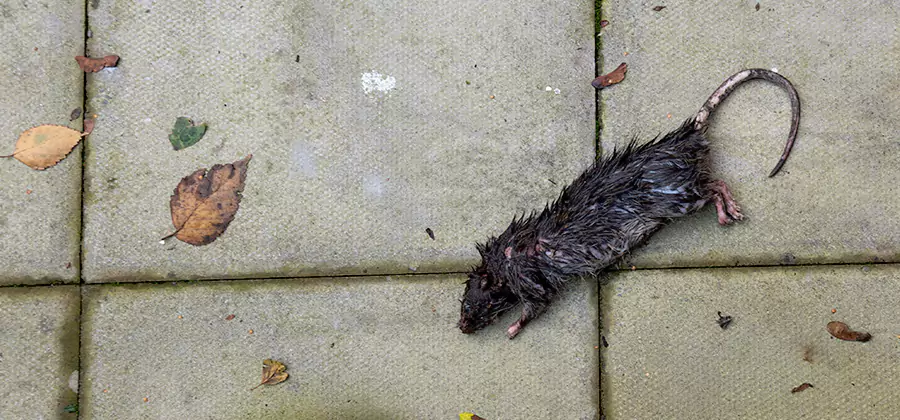 Rodent inspection service in Cape Coral
