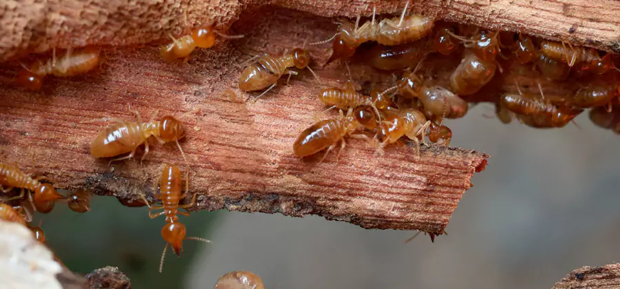 Wood Preservation Termite Treatment in Cape Coral