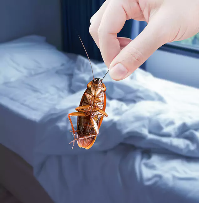 Why Choose Cape Coral Pest Controls for Bed Bug Extermination in Cape Coral, FL?