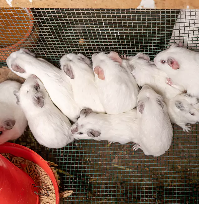Why Choose Cape Coral Pest Controls for Rat Infestation in Cape Coral, FL?