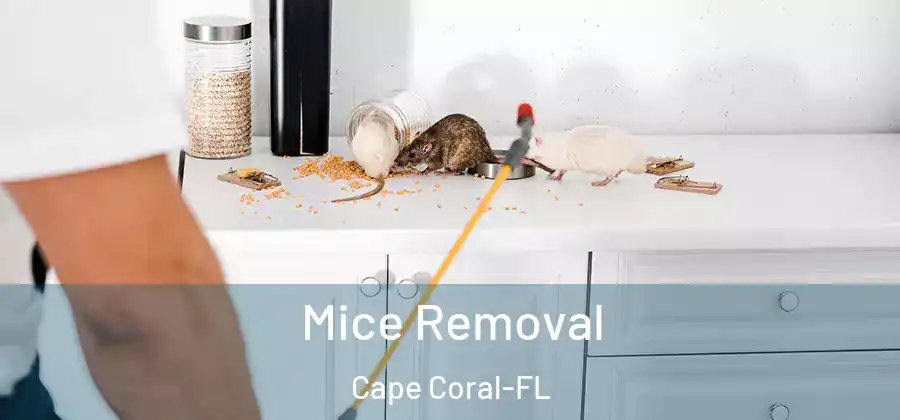 Mice Removal Cape Coral-FL