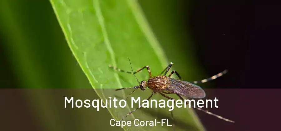  Mosquito Management Cape Coral-FL