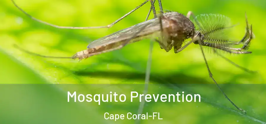  Mosquito Prevention Cape Coral-FL
