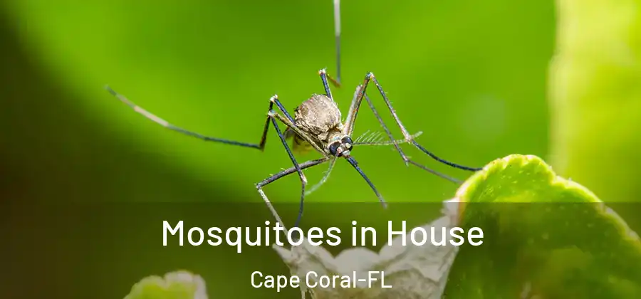  Mosquitoes in House Cape Coral-FL