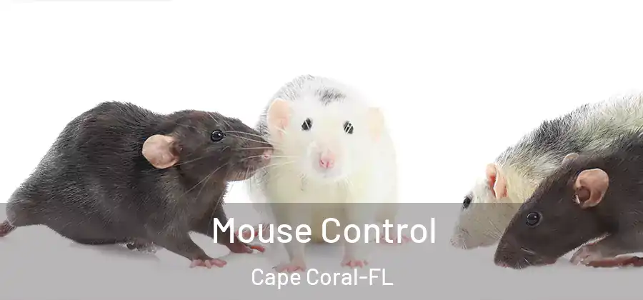  Mouse Control Cape Coral-FL