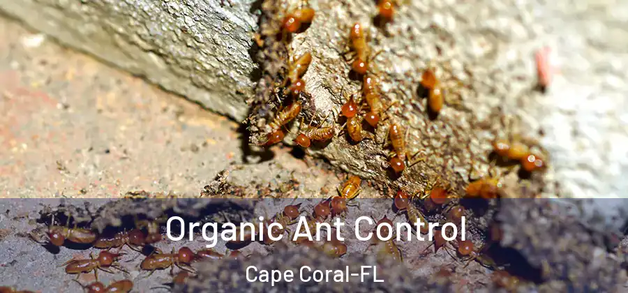 Organic Ant Control Cape Coral-FL