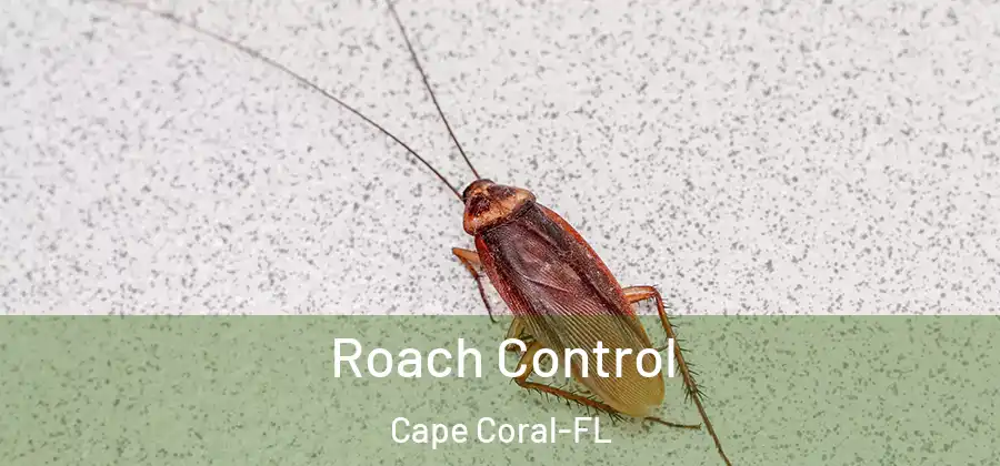  Roach Control Cape Coral-FL