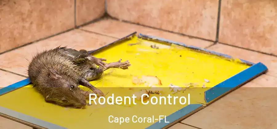  Rodent Control Cape Coral-FL