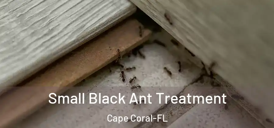  Small Black Ant Treatment Cape Coral-FL