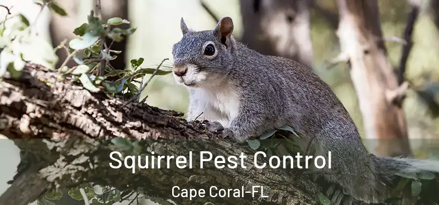  Squirrel Pest Control Cape Coral-FL