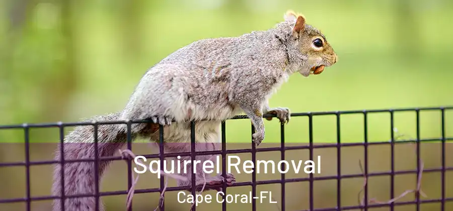  Squirrel Removal Cape Coral-FL