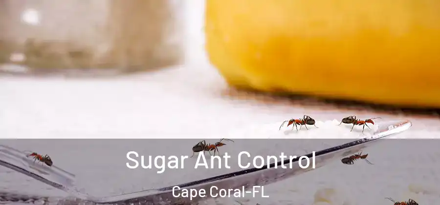  Sugar Ant Control Cape Coral-FL