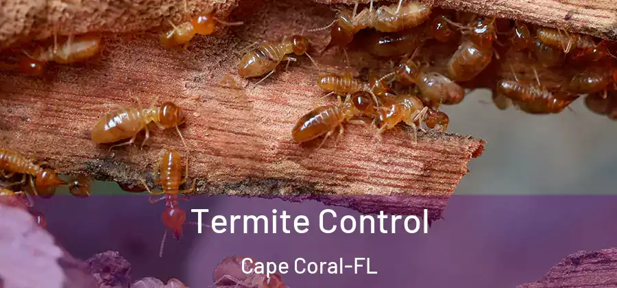  Termite Control Cape Coral-FL
