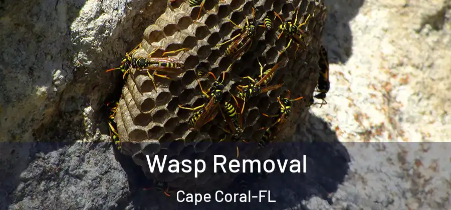  Wasp Removal Cape Coral-FL